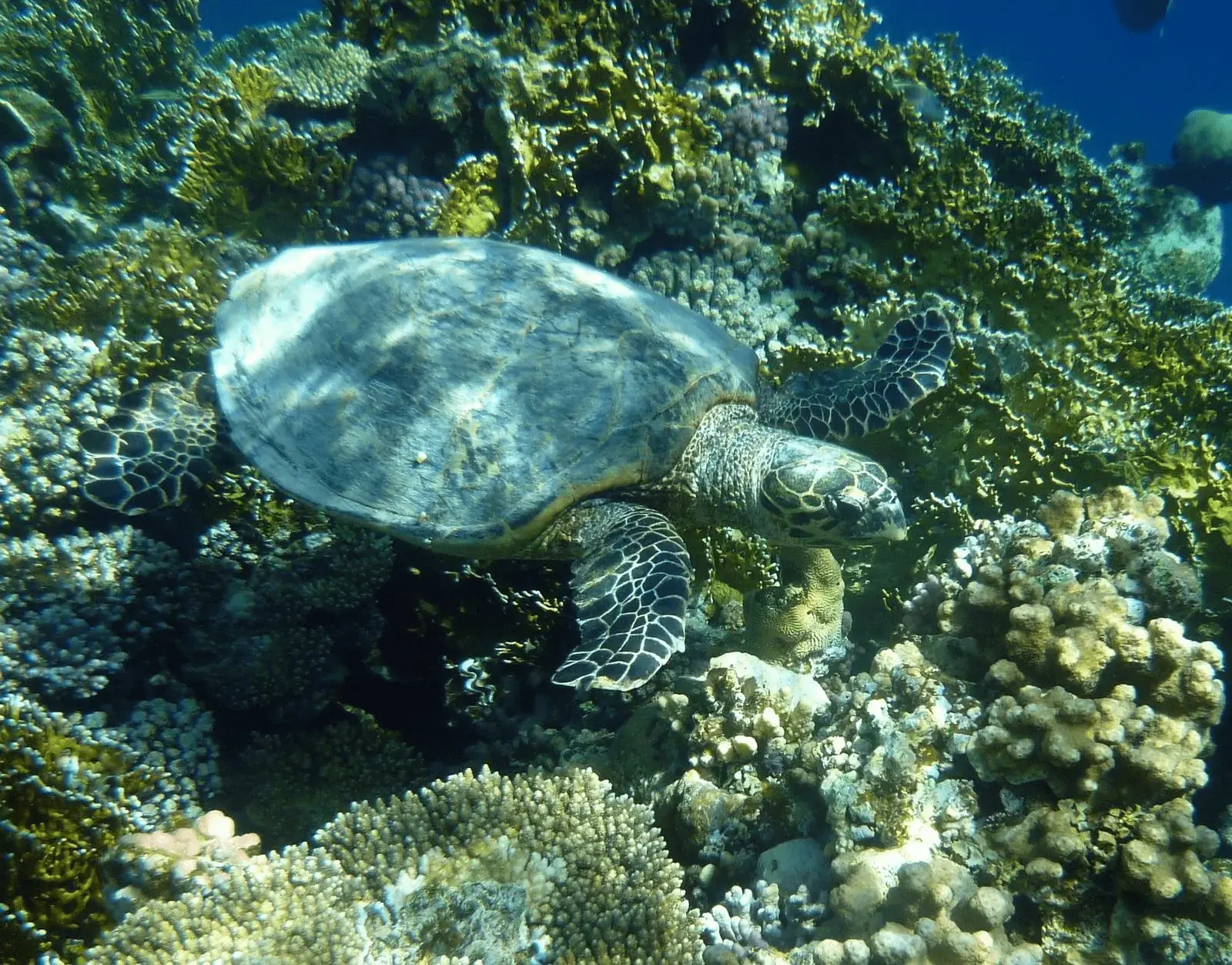 sea turtle 245121_1920 1
